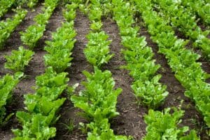 rows of fresh young sugar beet leaves, agro illustration
